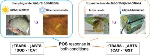 Comparison of redox metabolism during hibernation in the apple snail Pomacea canaliculata under natural and laboratory-controlled conditions