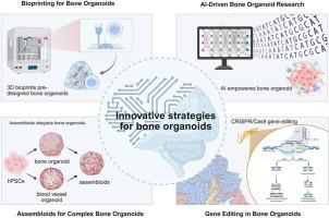 Innovative strategies for bone organoid: Synergistic application and exploration of advanced technologies