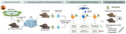 Effects of neonicotinoid and diamide-contaminated agricultural runoff on Lymnaea stagnalis: Insights into stress, neurotoxicity, and antioxidant response