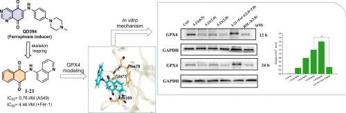 Scaffold-leaping optimization of naphthoquinone derivatives as ferroptosis inducer against non-small lung cancer