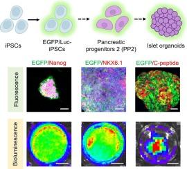 Generation of fluorescent and bioluminescent induced pluripotent stem cells with their application in tracking organoid development