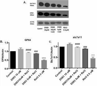 Biological Characterization of the Anti-ferroptotic Properties of a Novel Anti-Parkinsonian Iron (II) Selective Dopamine Agonist, D-583