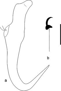 The First Record of Gyrodactylus perccotti Ergens & Yukhimenko, 1973 (Monopisthocotyla: Gyrodactylidae), A Parasite of the Alien Chinese Sleeper (Perccottus glenii Dybowski, 1877), in Bulgaria