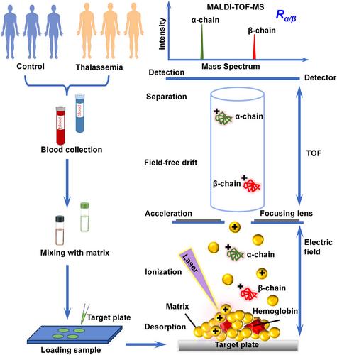 Matrix-assisted Laser Desorption Ionization Mass Spectrometry for Detection of α/β-Chain Changes From Human Hemoglobin: An Exploratory Study
