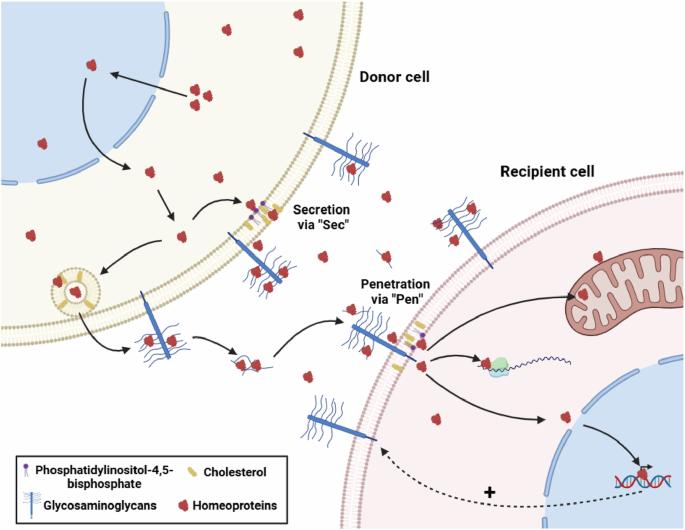 Of travelling homeoproteins and medulloblastomas