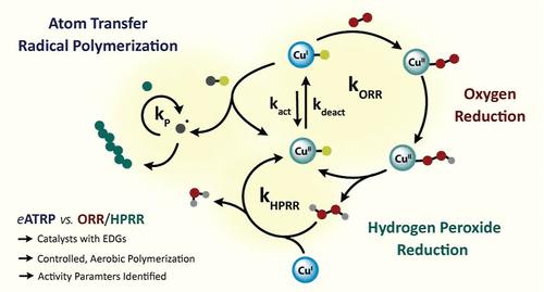 Interplay between the Oxygen Reduction Reaction and Atom Transfer Radical Polymerization with Molecular Cu-Based Catalysts in Water