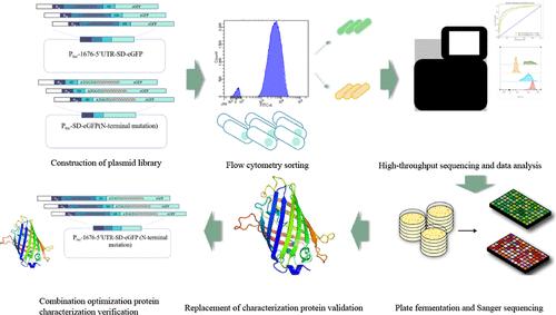 Combinatorial Tuning of 5′UTR and N-Terminal Coding Sequences for Enhanced Recombinant Protein Expression in Corynebacterium glutamicum