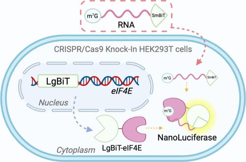 CRISPR RiPCA for Investigating eIF4E-m7GpppX Capped mRNA Interactions