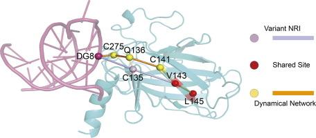 Comparative Study of a Variant Neural Relational Inference Deep Learning Model and Dynamical Network Analysis for p53-DNA Allosteric Interactions