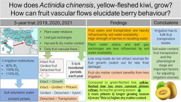 Fruit vascular flows in yellow-fleshed kiwi reveal tight relations between water availability and fruit growth potential, until harvest