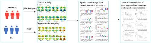 Dopamine receptor- and noradrenaline transporter-related disruptions are associated with depression and cognitive performance in COVID-19 survivors