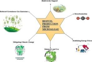 Exploring the efficiency and scalability of using algae as a biomass feedstock for biofuel production