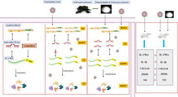 Arthrospira platensis polysaccharide alleviates inflammation induced by PRV in RAW264.7 cells and mice via the regulation of LncRNA Dhx35/mmu-miR-185-3p/IL-17RA