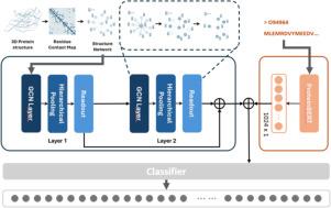 A unified graph-based approach for protein function prediction using AlphaFold structures and sequence features