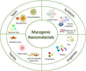 Fungi-mediated nanomaterials: Advances, synthesis pathways, and limitations