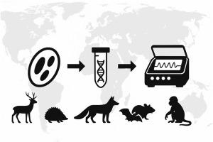 Wild mammals as hosts of Rickettsia: a molecular evidence-based review