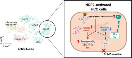 NRF2-dependent suppression of selenoprotein P expression promotes intracellular selenium metabolic remodeling and upregulation of antioxidant selenoproteins in hepatocellular carcinoma