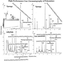 Polyamine distributions in invertebrates VI: Comparative cellular polyamine analysis of unicellular choanoflagellates and multicellular sponges, comb jellies, hydras, jellyfishes, sea anemones and soft corals