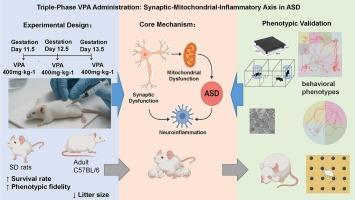 Triple-phase VPA administration in Sprague-Dawley rats: A cost-effective ASD model unveiling the synaptic-mitochondrial-inflammatory axis as a therapeutic target
