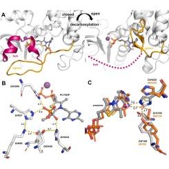 1-Deoxy-D-xylulose 5-phosphate synthase: structural perspectives on an essential enzyme in isoprenoid biosynthesis