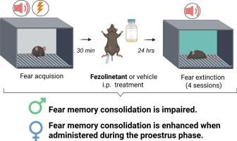 The role of Fezolinetant in fear memory consolidation