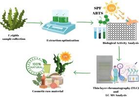 Optimization of extraction for antioxidant and photoprotective bioactive compounds from Ulva rigida