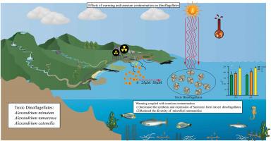 Warming coupled with uranium exposure can alter the marine microbial community and induce toxin accumulation in shellfish