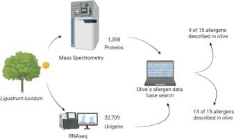 Proteomic and transcriptomic analyses reveal new insights into allergens in Ligustrum lucidum pollen