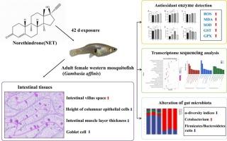Norethindrone causes oxidative stress, intestinal injury, and disturbed gut microbiota composition in adult female western mosquitofish (Gambusia affinis)