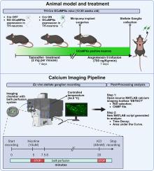 Ex vivo calcium imaging of sympathetic neurons in intact mouse stellate ganglia