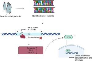 In-silico analysis and functional evaluation of regulatory FH gene polymorphism (rs1414493) in breast cancer patients