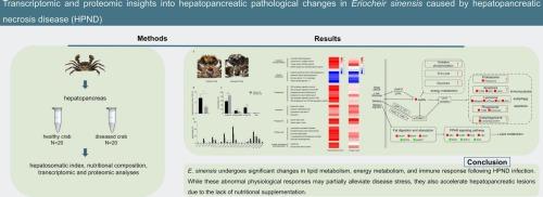 Integrated transcriptomic and proteomic analysis of hepatopancreatic pathological changes in Eriocheir sinensis affected by hepatopancreatic necrosis disease