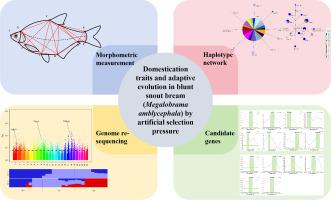 Domestication traits and adaptive evolution in blunt snout bream (Megalobrama amblycephala) by artificial selection pressure