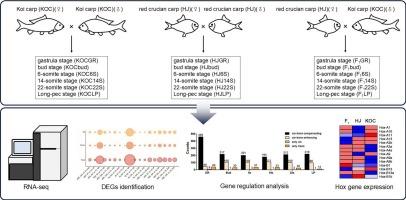 Expression of Hox genes in embryogenesis of crucian carp (Carassius carassius) × common carp (Cyprinus carpio) hybrid