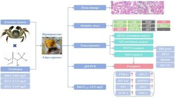 Toxic effects of trichlorfon on the hepatopancreas of Chinese mitten crab (Eriocheir sinensis): Tissue damage, oxidative stress, and Ferroptosis