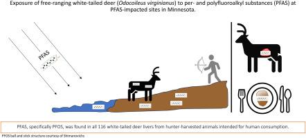 Exposure of free-ranging white-tailed deer (Odocoileus virginianus) to per- and polyfluoroalkyl substances (PFAS) at PFAS-impacted sites in Minnesota