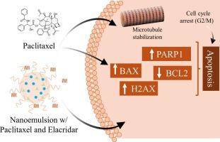 Molecular effects of paclitaxel-elacridar nanoemulsions in breast cancer cells: impact on uptake, cell cycle and signaling pathways