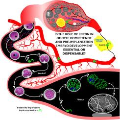 The role of leptin in mammalian oocyte developmental competence and pre-implantation embryo development