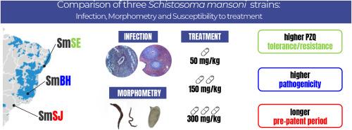 Comparison of three Schistosoma mansoni strains: Infection, morphometry and susceptibility to treatment