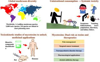 A comprehensive review on poisonous mushrooms: The revolutionary potential of mycotoxins in medicine and beyond