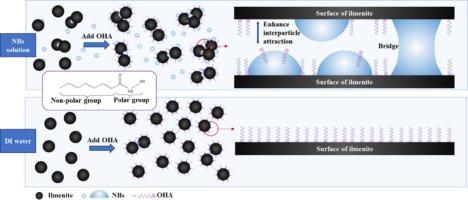 Cavitation nanobubbles enhancing the flotation of microfine ilmenite and associated fundamentals