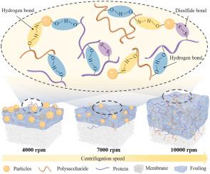 Coupled fouling dynamics of particulates and dissolved organic matter in digestate treatment: Insights from real-time optical coherence tomography