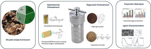 Two step fractionation of oil palm empty fruit bunches integrating hydrothermal-organosolv pretreatment for enhanced lignin extraction and enzymatic hydrolysis efficiency