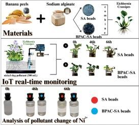 Design and characterization of BPAC-SA beads synergistic phytoremediation with Eichhornia crassipes for enhanced adsorption of Ni2+ ions from industrial effluents: IoT real-time monitoring
