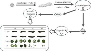 Ascovirus suppresses feeding and growth in Spodoptera litura larvae by targeting the neuropeptide F