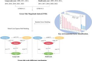 Synergistic effects of nutrient competition, biotic interactions, and hydrological regulation drive green tide outbreaks in the South Yellow Sea