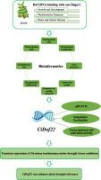 Genome-wide identification of the Dof gene family in Carya illinoinensis and potential function analysis of CiDof22 in drought stress