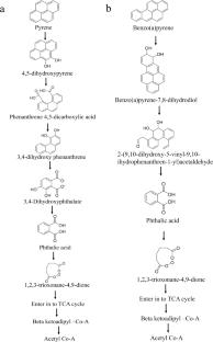 Characterization of Halophilic Bacteria Vreelandella piezotolerant DM1 on Biodegradation of Polyaromatic Hydrocarbons and its Pathway