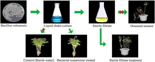 Biocontrol potential and mechanism of Bacillus velezensis YMG-03 for sesame diseases