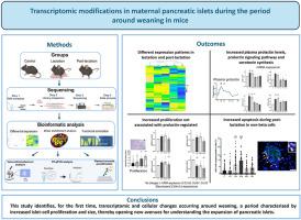 Transcriptomic modifications in maternal pancreatic islets during the period around weaning in mice
